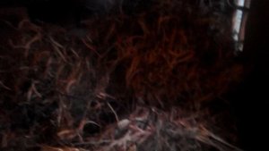 Как "закалялась" фасоль?!