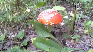 Мухоморики