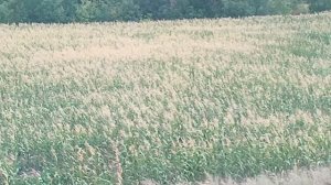 # путешествие на поезде к югу.как приятно  вспомнить о море