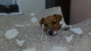 Майла и Басик . Домашний зоопарк .Красноярск