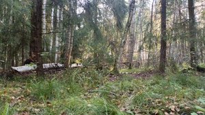 Шум леса. Пение птиц.mp4