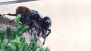 Лара и Геркулес