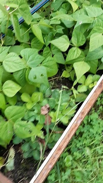 Целая большая грядка разных сортов фасоли! Для разных блюд! #shorts  #рецепт#фасоль смотреть онлайн