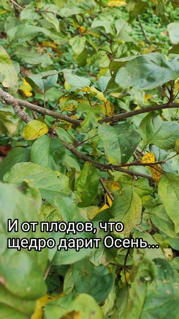 Чудесной осени мгновения прекрасны... смотреть онлайн