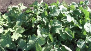 Уборка брюквы