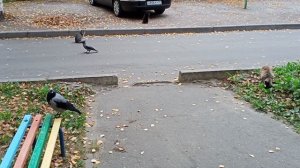 Уличные кошарики и вороны ^^