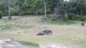 Тигр против кабана. Большая кошка на охоте.