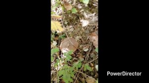 Таська танцует//стерилизовали новую кошку//Ируська играет на гитаре//грибные тропы//