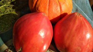 Сад, огород, томаты