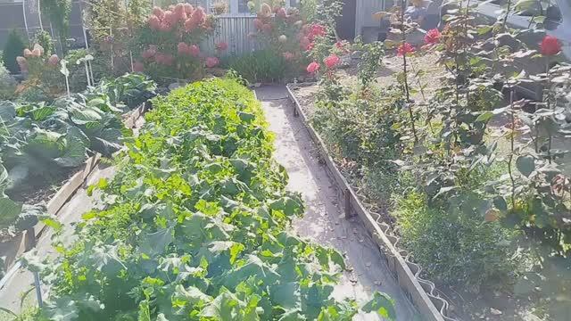 ПОСАДКА ЧЕСНОКА.УБРАЛИ КАБАЧКИ,ТЫКВУ,РЕДЬКУ,ГОТОВЛЮ.