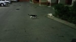 Уличные кошарики вышли покушать - 5 ^^