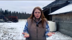 ОТЁЛ ДИКОЙ КОРОВЫ  Как прошли роды у первотёлки, кого родила корова