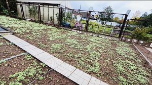 27 сентября. Часть 2. ОБЗОР ОГОРОДА на КОНЕЦ СЕНТЯБРЯ.