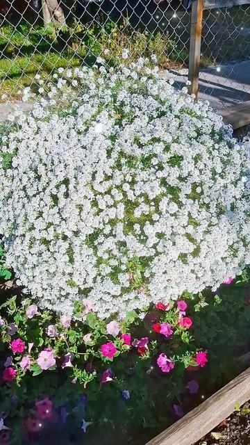 Алиссум Сноу Принцесс после первых заморозков