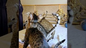 котята Саванна.mp4