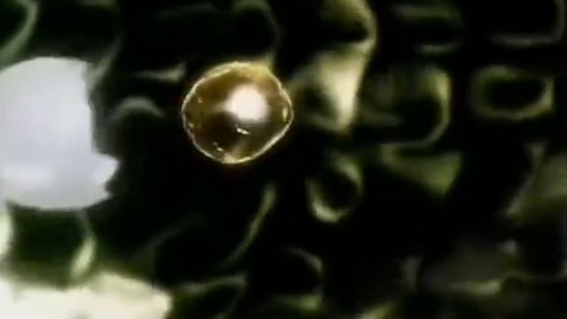 Зарождение новой жизни