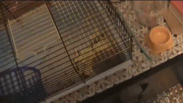 САЖАЕМ СЕМЕНА НА РАССАДУ смотреть онлайн