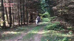 В лес за хвойным опадом, для посадки голубики.