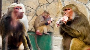 Люся, Лида, Феня, Зина - кто же родит малыша? Что Люся написала на стене? Сытая самка - добрая самка