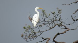 Цапля сидит на дереве. Большая белая цапля на ветке сосны