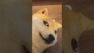 Клуб Лапусики 1 сезон 4 серия
день рождения Кексика