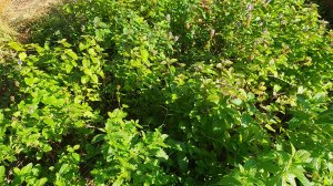 4 ОКТЯБРЯ. ИНФОРМАЦИЯ ПО ЗАКАЗАМ. ШИКАРНАЯ МЯТА.