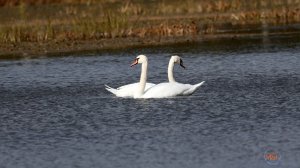 Лебеди осенью