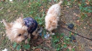 Феечка и Максик 🥰