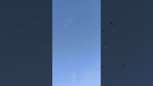 05.10.2025. Голуби Чуманова Валерия.