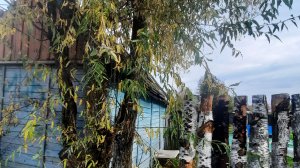 Моя дача осенью 🍂🏡