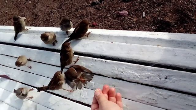 Воробьи едят с рук смотреть онлайн
