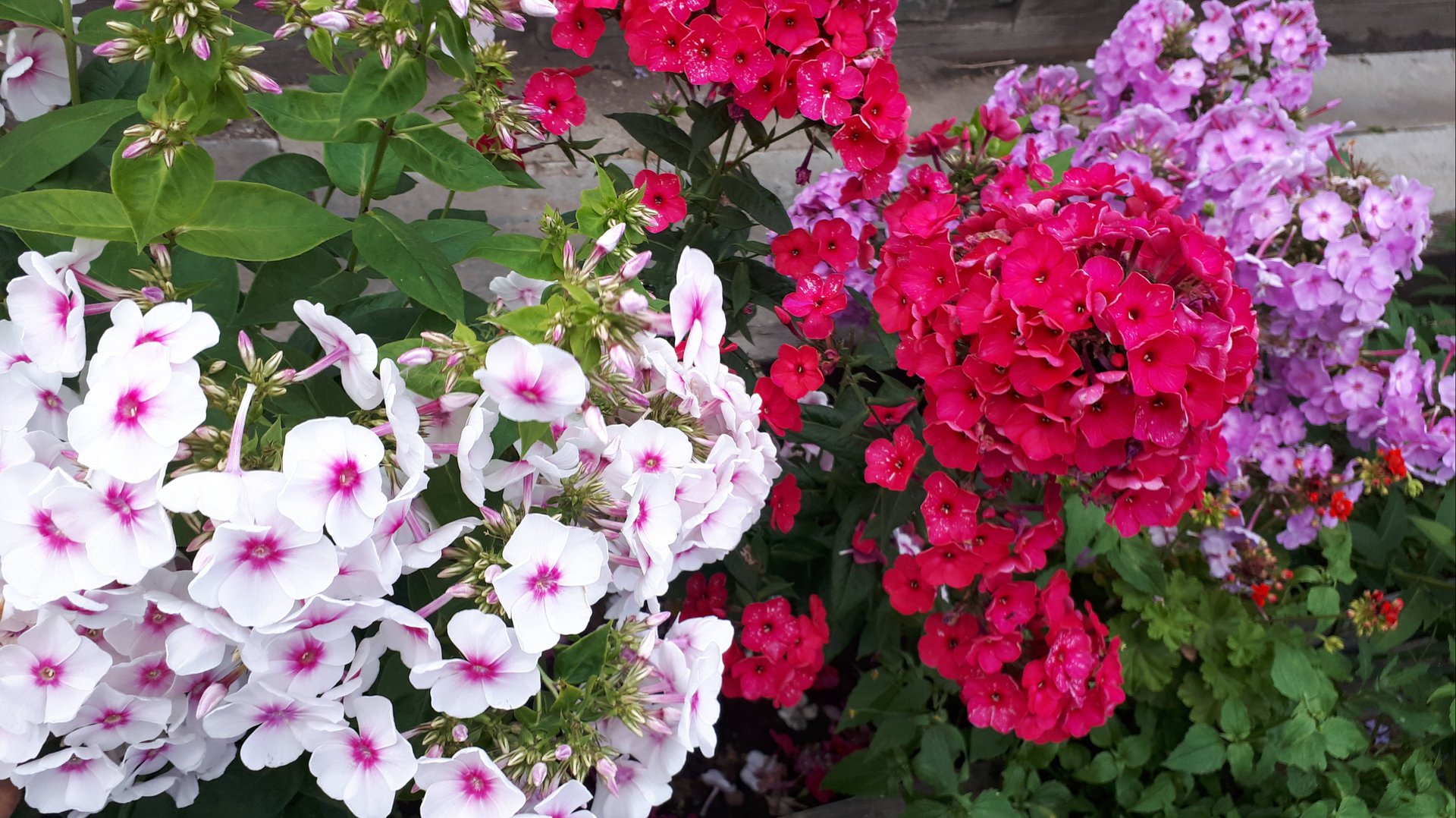 2091.   Многолетние цветы осенью.  Обрезка, укрытие.