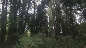 Мистический каштановый лес. Прогулка по окрестностям деревни 4 окт 2025 (часть 1)