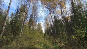Осенний лес. ч.9. Октябрь 2025