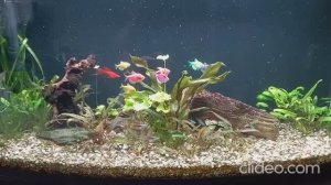 Мои аквариумы 05.10.2025г.