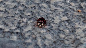 В регионах РФ нашествие ядовитых божьих коровок из-за потепления в октябре