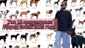 Топ 10 популярных пород собак 2025 года