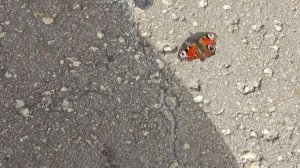 пишу музыку, делюсь впечатлениями о поездке