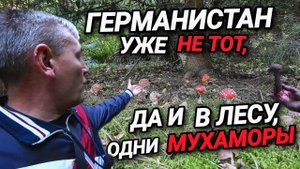 ГЕРМАНИСТАН В СТРАХЕ. КТО ВСЕМ ПРАВИТ? В ЛЕСУ ОДНИ МУХАМОРЫ.