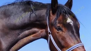 5404-4 Мерин в любительскую выездку