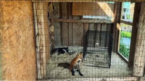 ДЕРЕВЕНСКИЕ БУДНИ ФЕРМЕРА В НАЧАЛЕ ЗИМЫ  Готовимся к приезду новеньких..