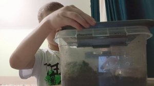 я показываю живую лягушку🐸 frog