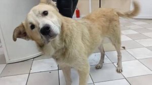 Отит - болезненно и опасно