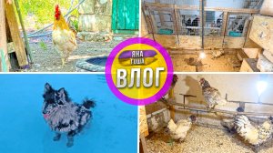 Нашла курицу! Два новых цыпленка! Обзор курятника на Крымском хуторе. Любимые собаки.