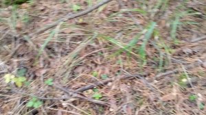 Ведьмин круг (03.10.25)