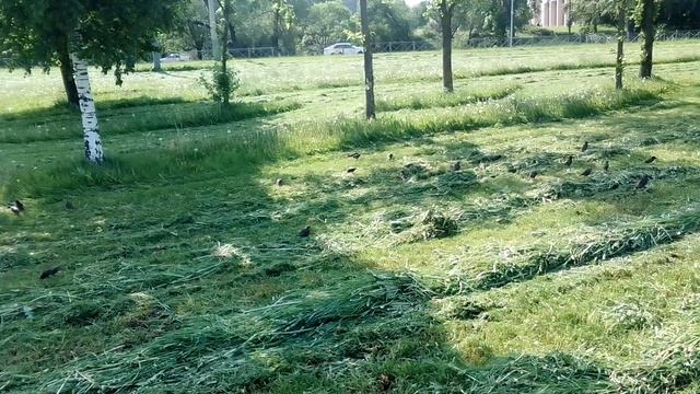 Стая маленьких птиц смотреть онлайн