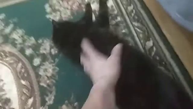 кошка спать очень хочет