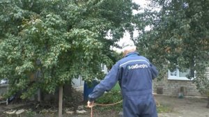 Стягиваем обломившуеся ветку с грушевого дерева!!!