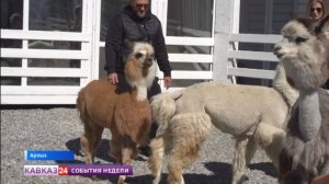 У семейства альпак в Карачаево-Черкесии родилось потомство
