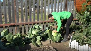 6 соток 30 сентября 2025 года. 1 часть. Капуста.